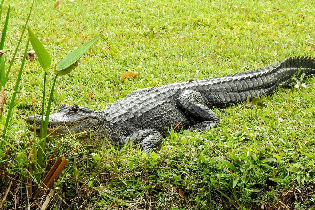 Are there alligators in Panama City, Panama?