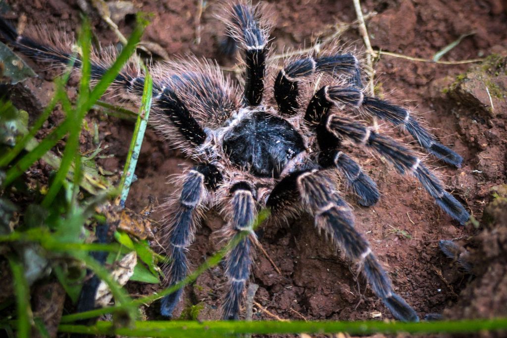 Tarantula, spider, insect