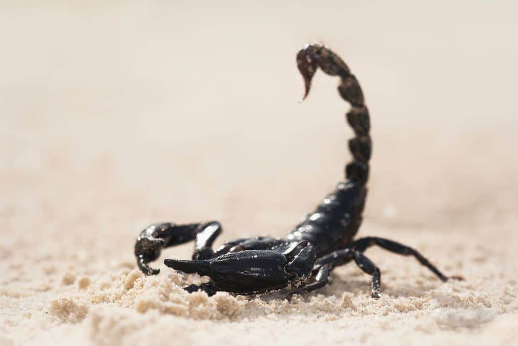 Scorpion, insect