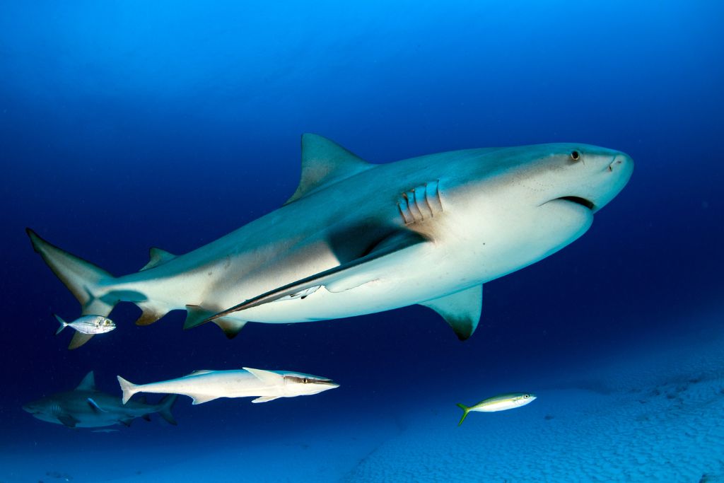 Bull shark, fish, ocean