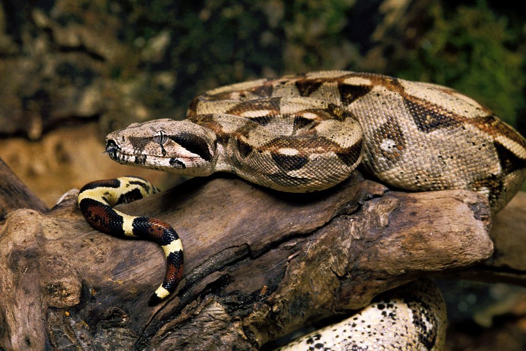 Boa Constrictor, snake, predator