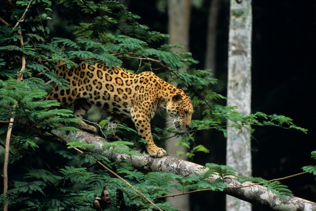 Jaguar, jungle, wild cat