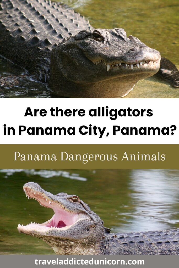 Alligators In Panama City, Panama