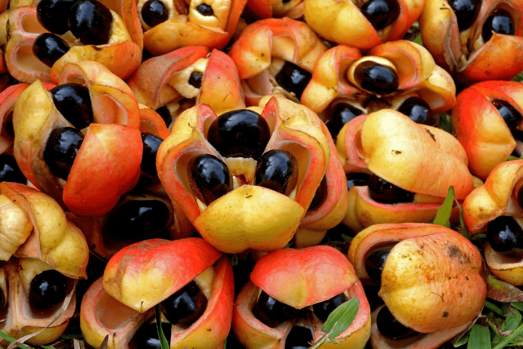 Ackee, Jamaican fruit