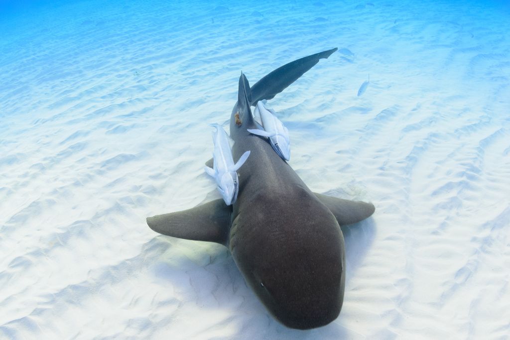 Nurse shark, fish, ocean floor, Are There Sharks In Montego Bay