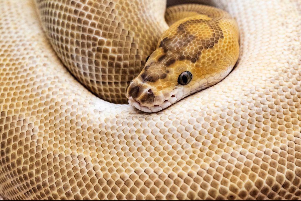 yellow snake, reptile