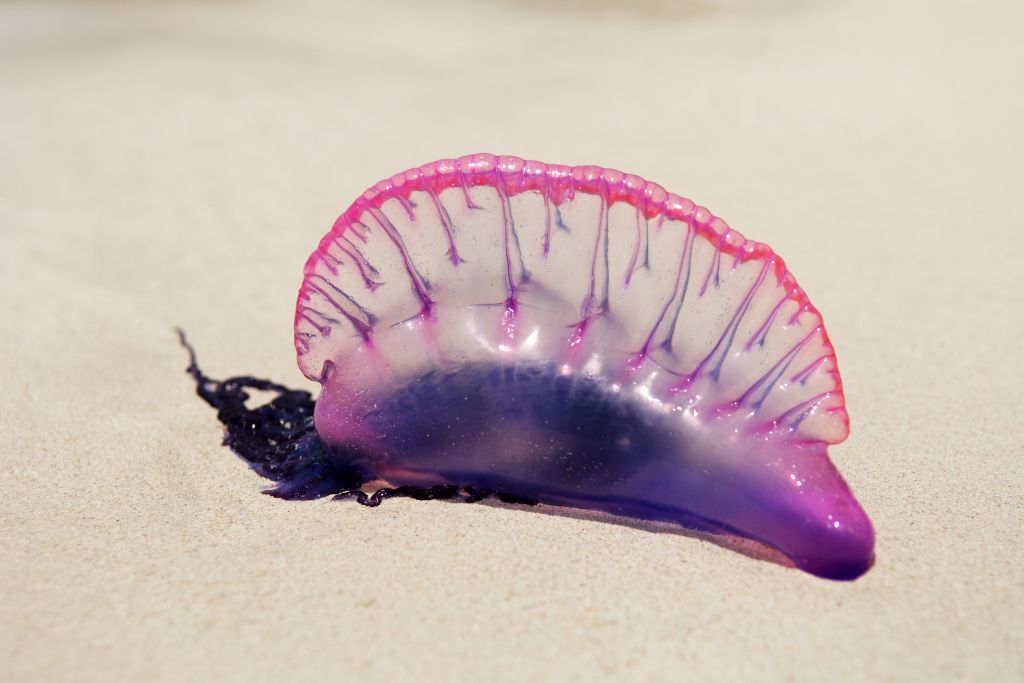 Portuguese man o’ war, sea creature, jellyfish, Are There Sharks In Montego Bay