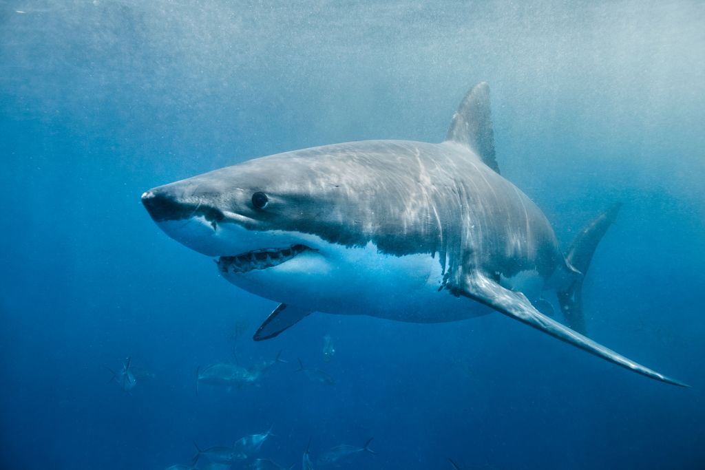 Great white shark, predator, underwater, Are There Sharks In Montego Bay, Does Jamaica have sharks?