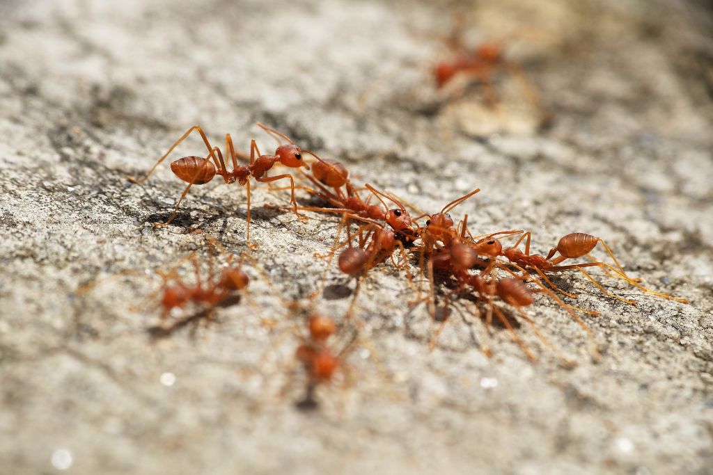 fire ants, red ants, insects, bugs