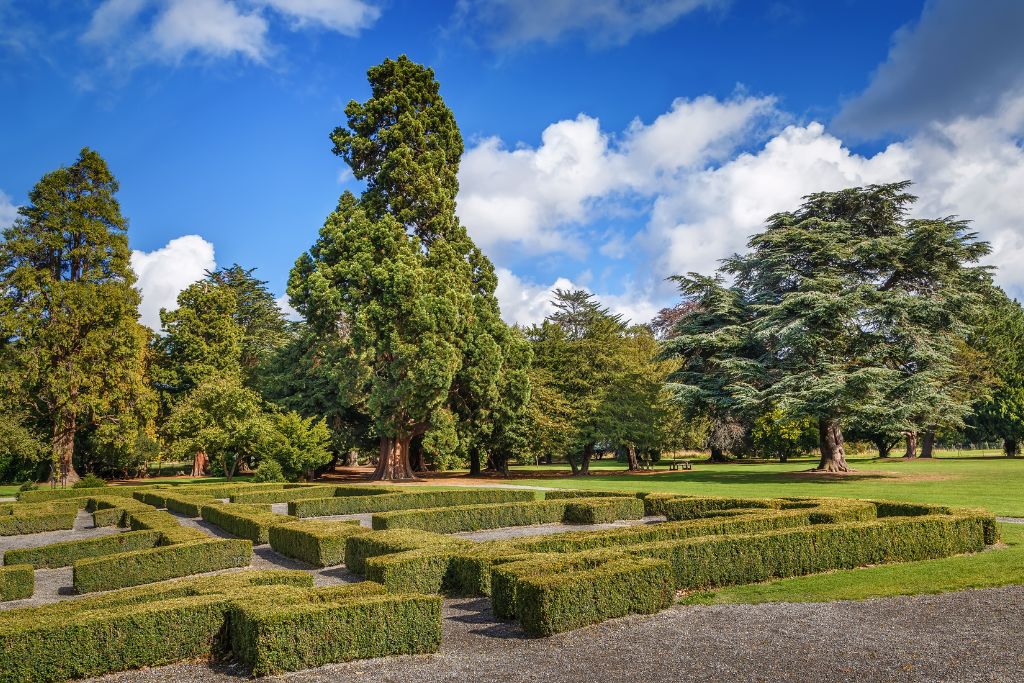 Phoenix Park in Dublin, hedge maze, trees