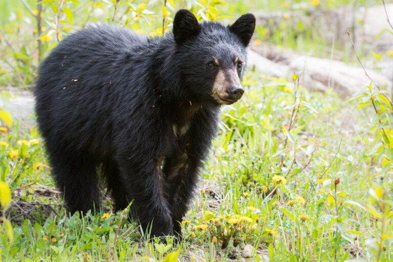 Are There Bears In Tobermory