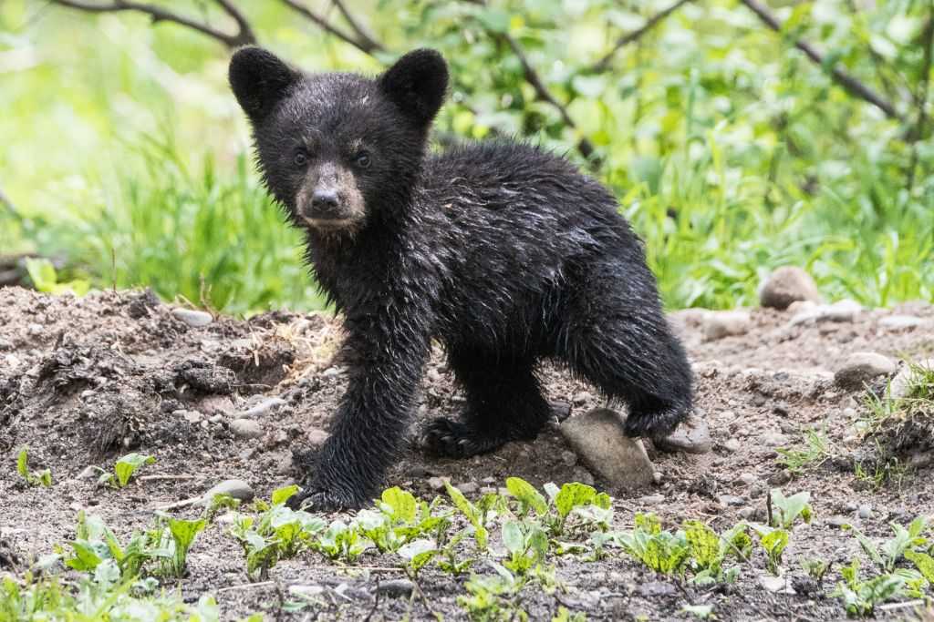 Black Bear cub, baby animal