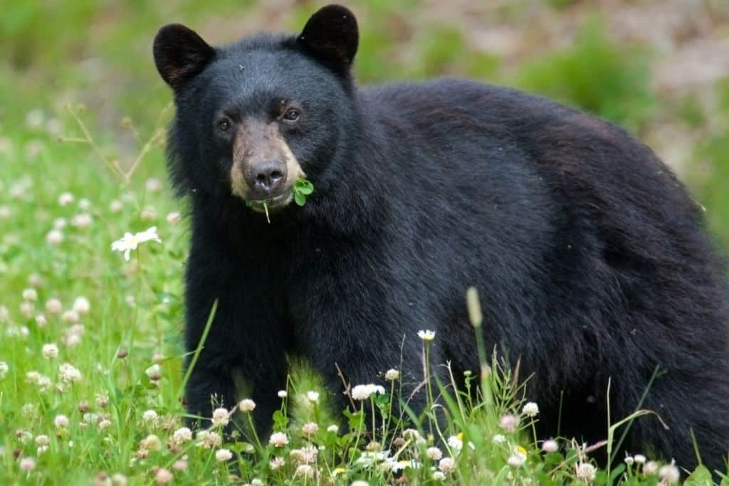 black bear adult, grass, field, Are There Bears In Tobermory