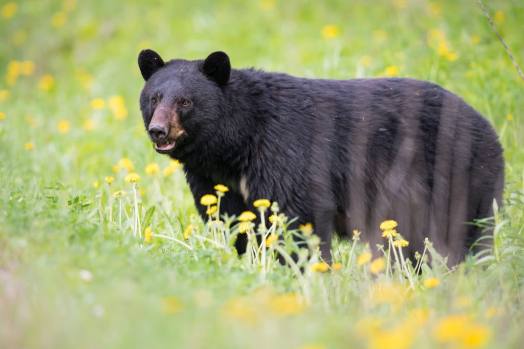 black bear in a field, Are There Bears In Tobermory