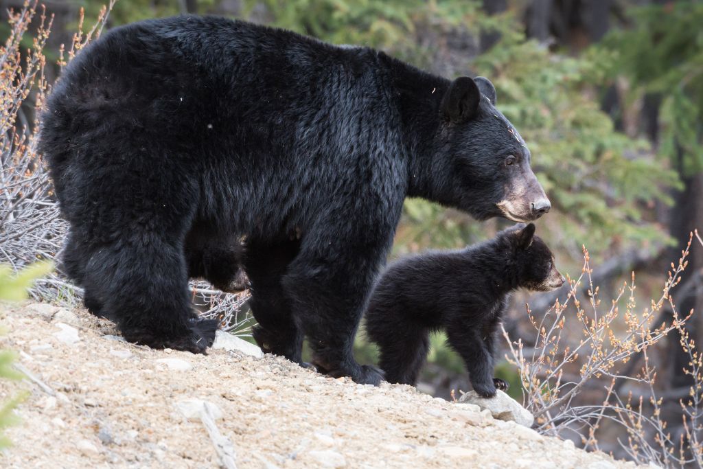 Mama Black Bear with two cubs, Are There Bears In Tobermory 