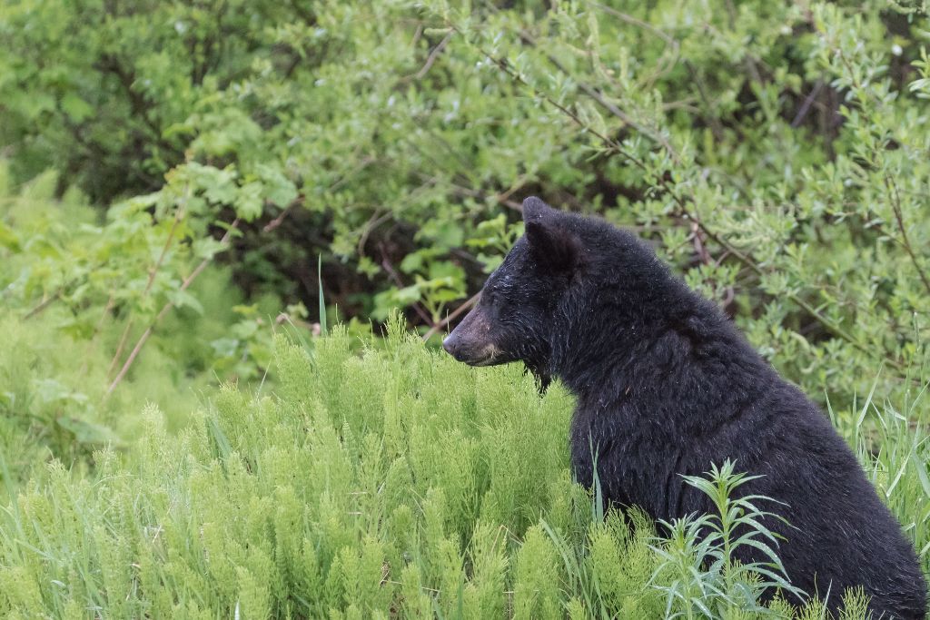 Black bear sitting in tall grass, Are There Bears In Tobermory