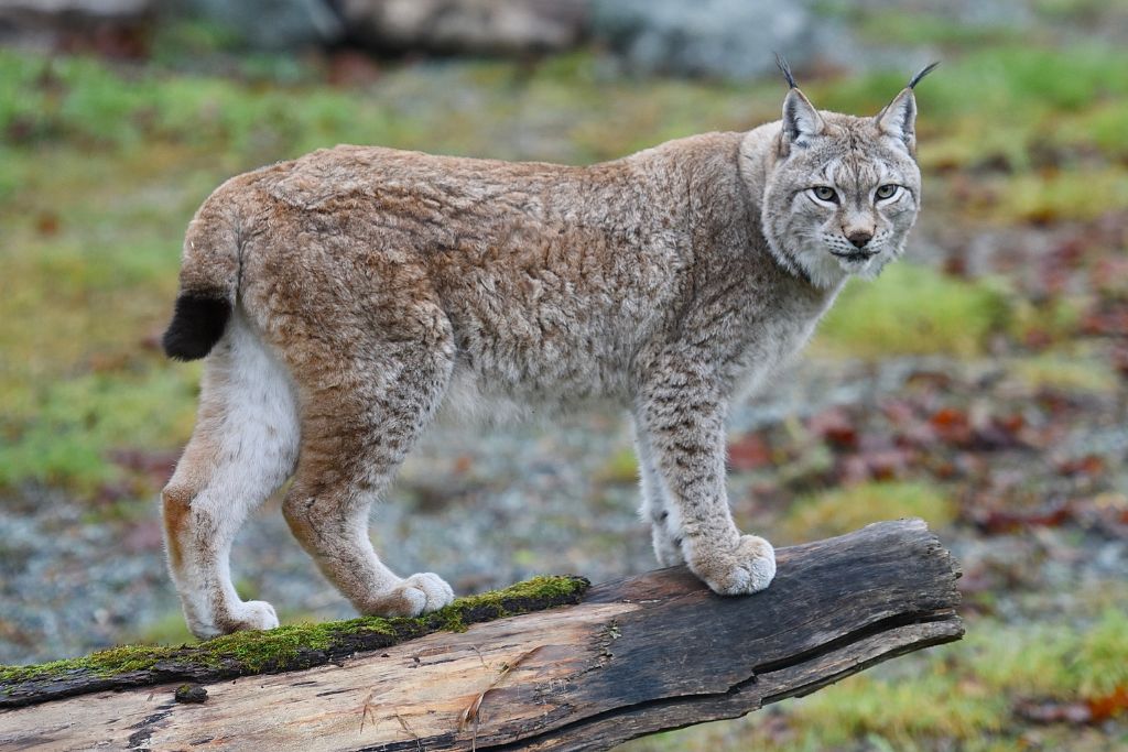 Lynx, large cat