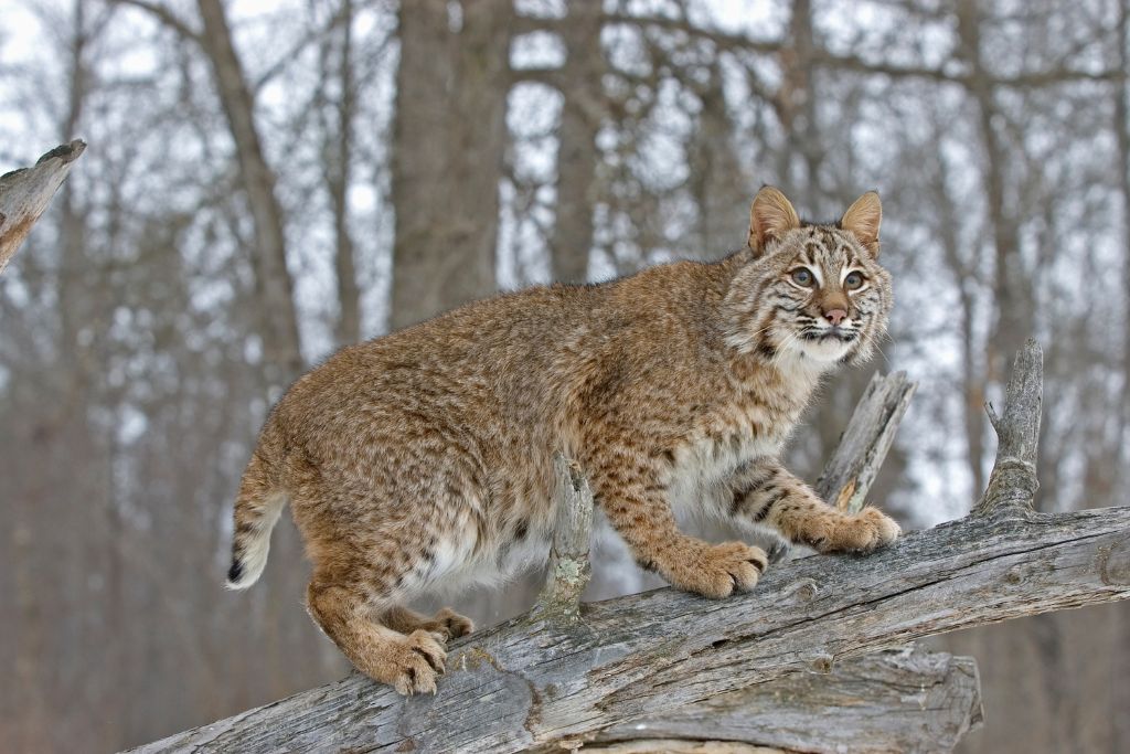 Bobcat, big cat on a tree