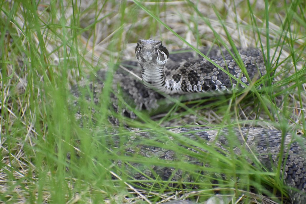 Eastern Massasauga Rattlesnake, snake in tall grass