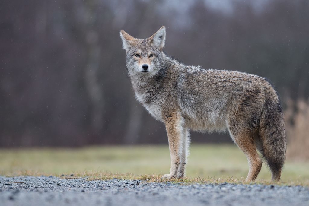 Coyote, animal 