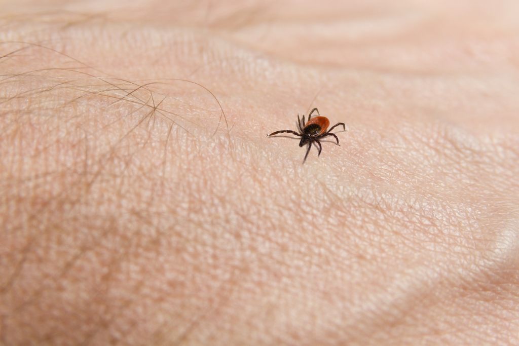 Black-legged ticks, big, pest