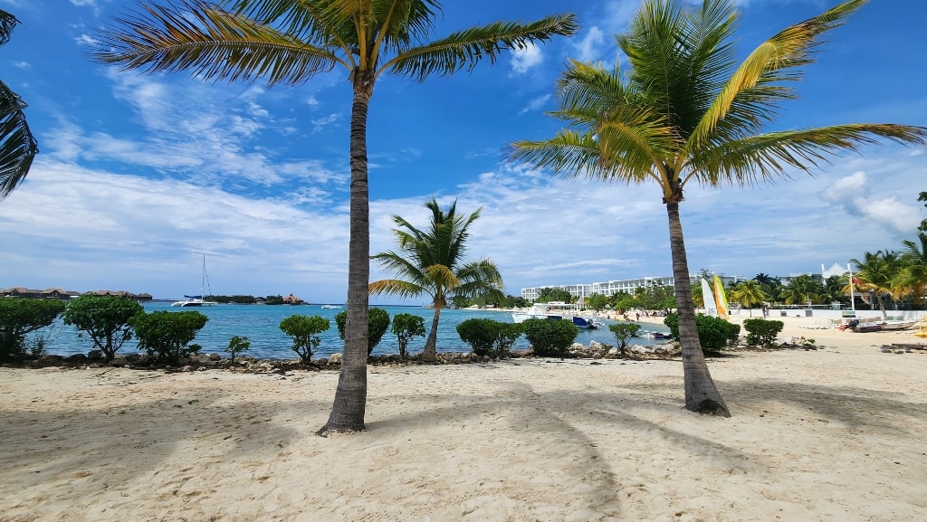 Palm trees, beach, sunny day, What Language Does Jamaica Speak