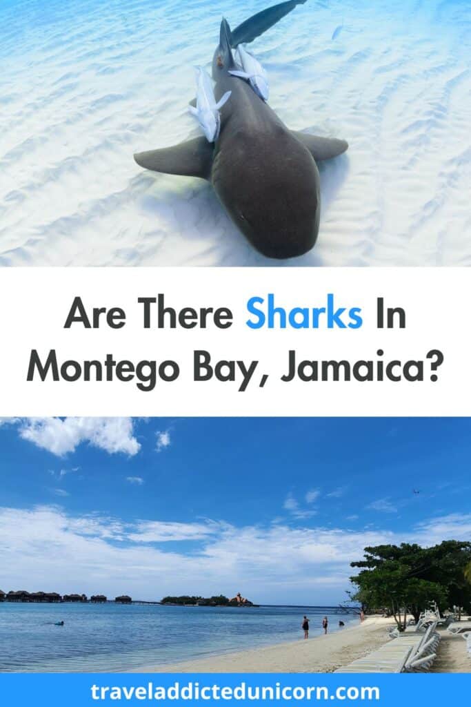 Are There Sharks In Montego Bay, Jamaica?