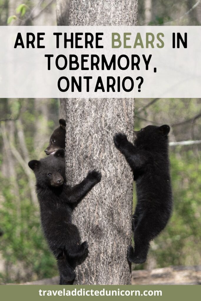 Are There Bears In Tobermory, Ontario? pin