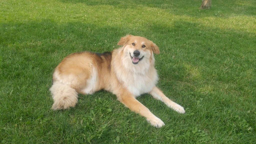 A large furry dog sitting on a grass field, nature, cute dog