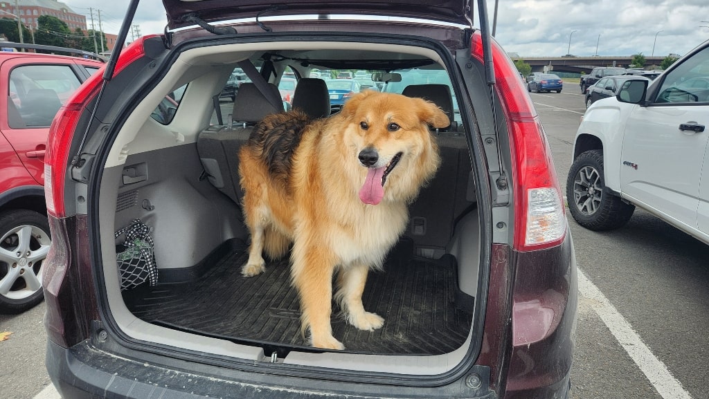 A large furry dog standing in the trunk of a car with his tongue sticking out, a road trip with a dog