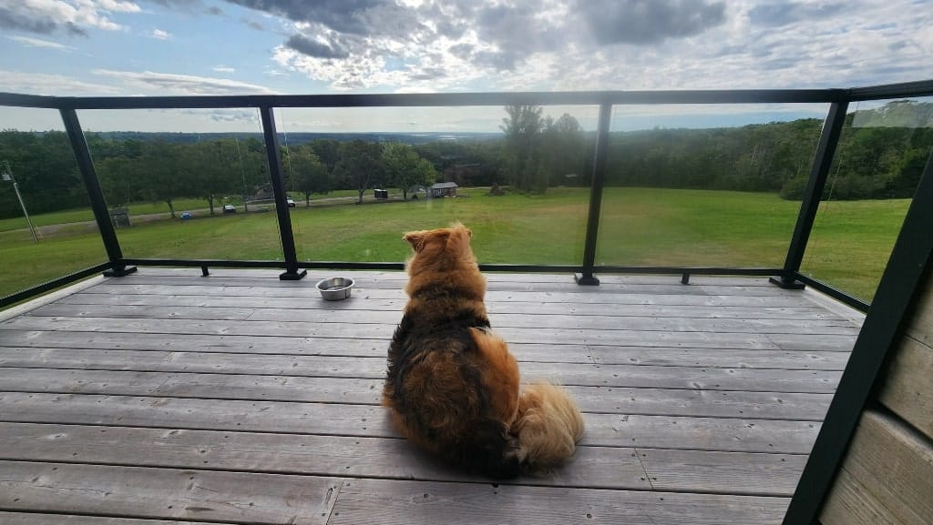 A large furry dog sitting on a balcony overlooking a large field and a forest