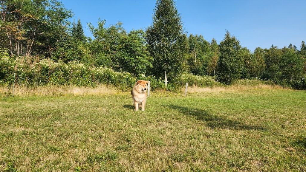 A big fluffy dog standing in a small field of grass, one of the tips for a stress-free road trip with your dog is to give them a good amount of physical exercise before hitting the road
