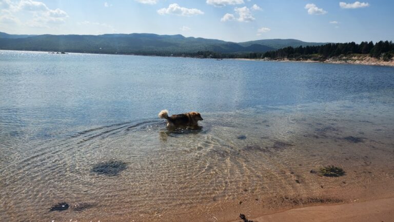 10 Tips For A Stress-Free Road Trip With Your Dog