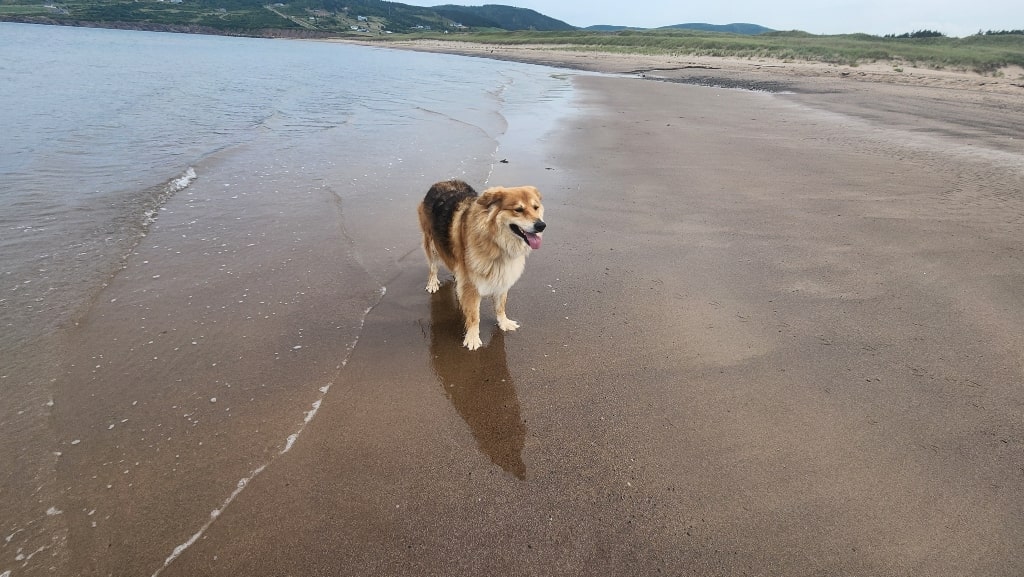 A large fluffy dog on a beach, road tripping with a dog