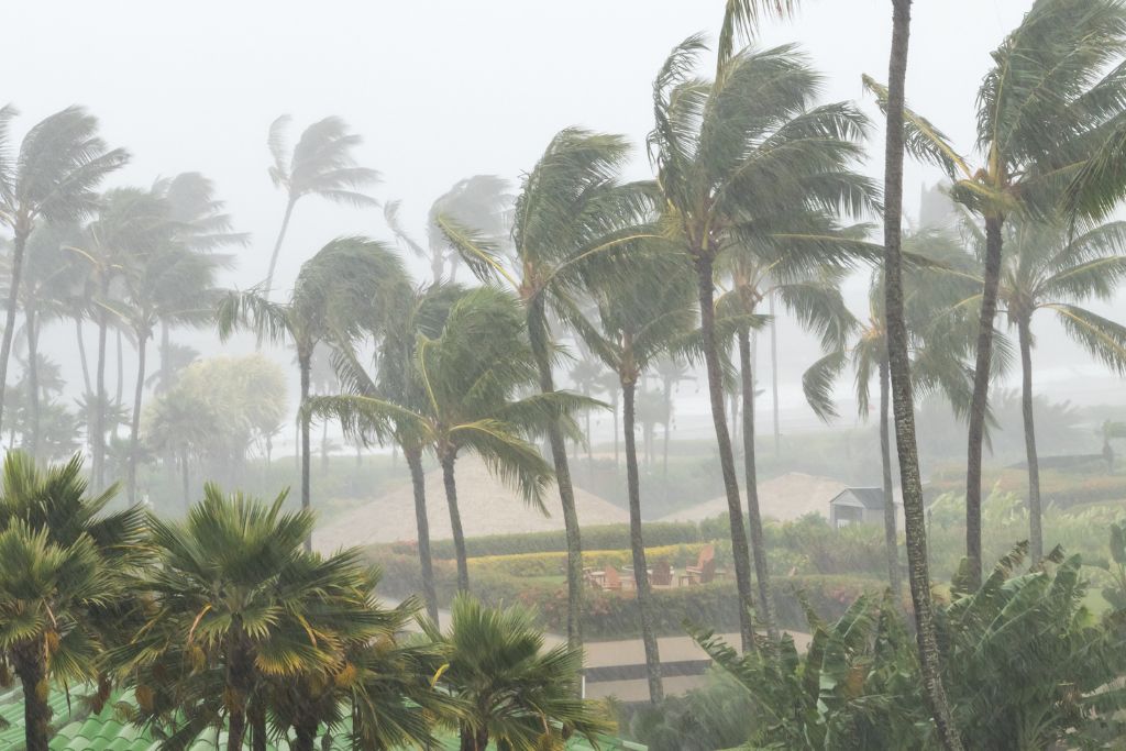 rainy scene in the Caribbean, palm trees bending over from the wind, one of the tips for traveling to the Caribbean for the first time is to avoid Hurricane Season