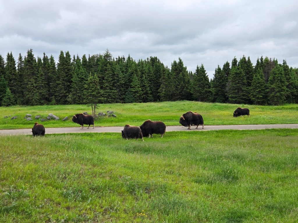 A bunch of musk‑ox at the Zoo Sauvage de Saint-Félicien, Is The Saguenay-Lac-Saint-Jean Region Of Quebec Worth Visiting?