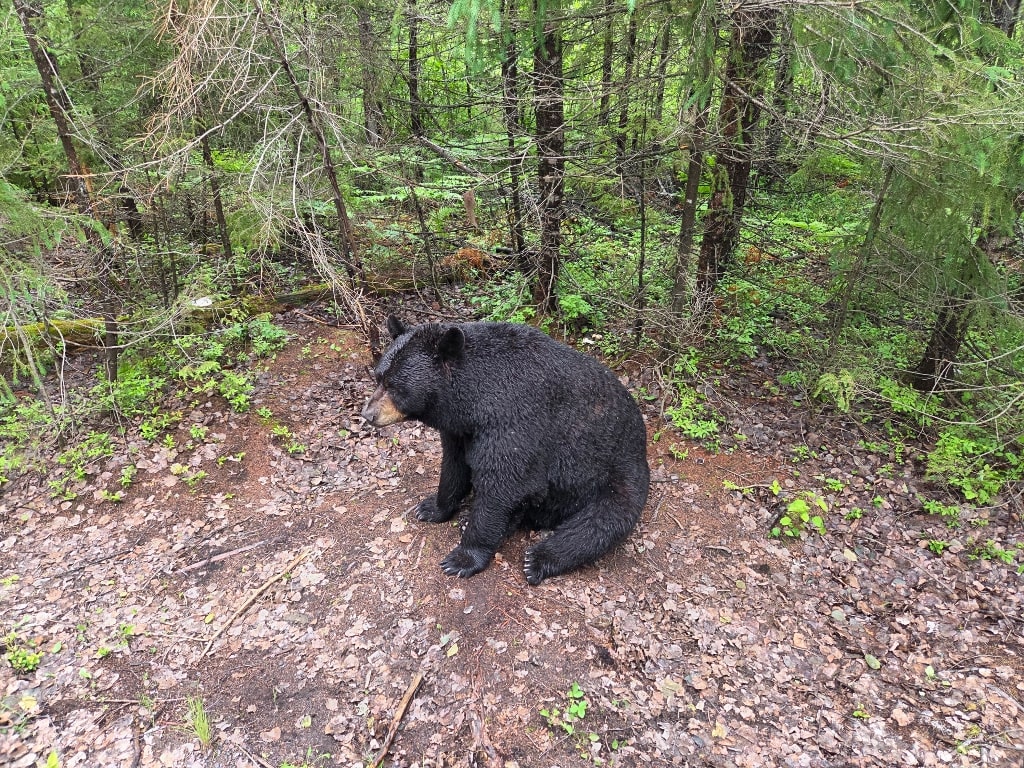 A black bear sitting in a forest, Zoo Sauvage de Saint-Félicien