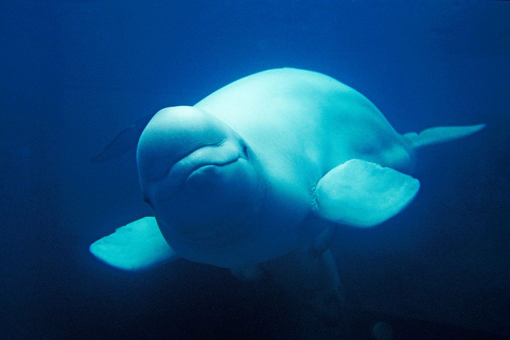 A beluga whale, marine animal, Is The Saguenay-Lac-Saint-Jean Region Of Quebec Worth Visiting?