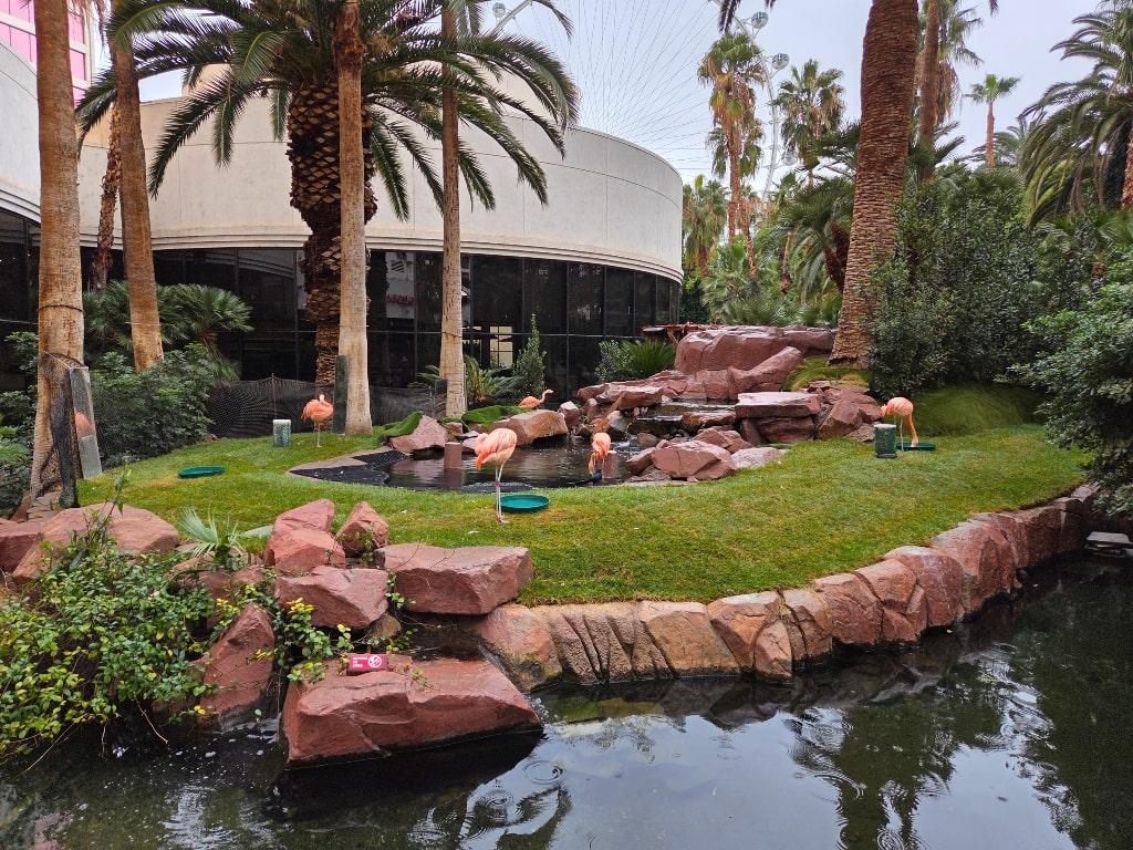 The Flamingo Habitat in the Flamingo Hotel