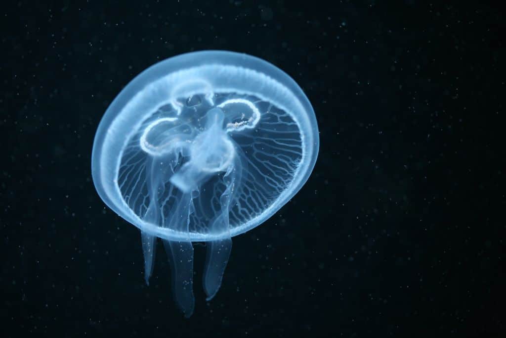 Moon jellyfish, marine animals