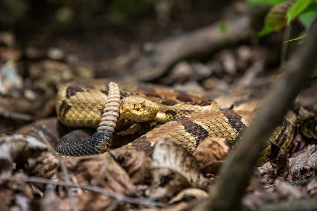 Timber rattlesnake, reptile