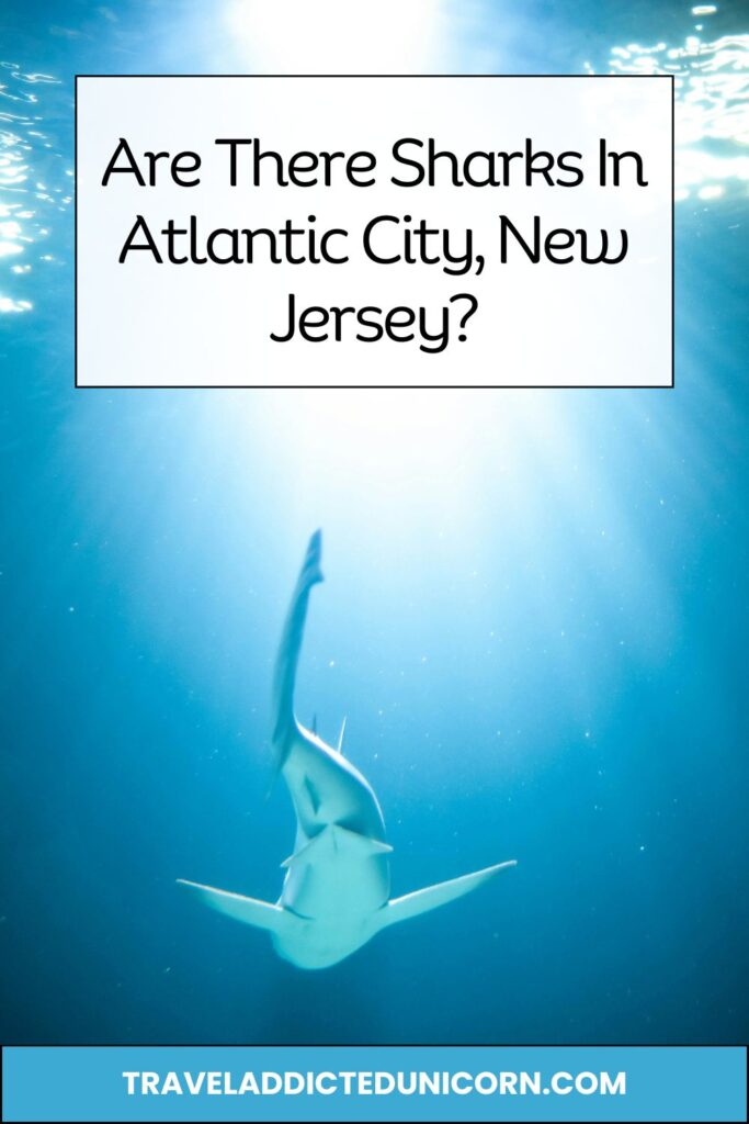 Are There Sharks In Atlantic City, New Jersey? pin