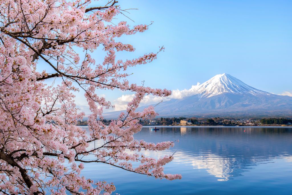Cherry Blossoms and Mount Fuji, Japan