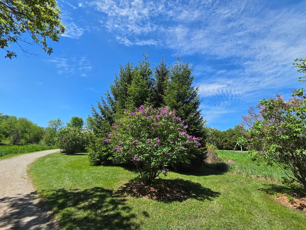 One of the many blooming lilac trees along the Millennium Trail, nature path, Warkworth, Ontario