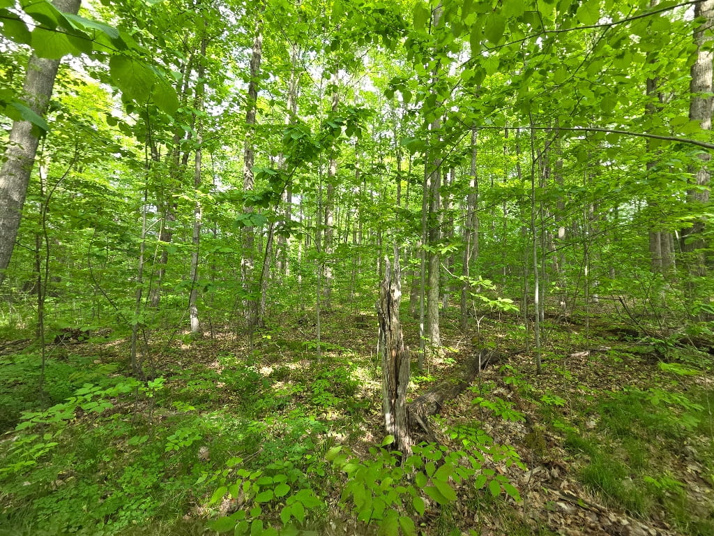 The Fairy Forest, woods, trees
