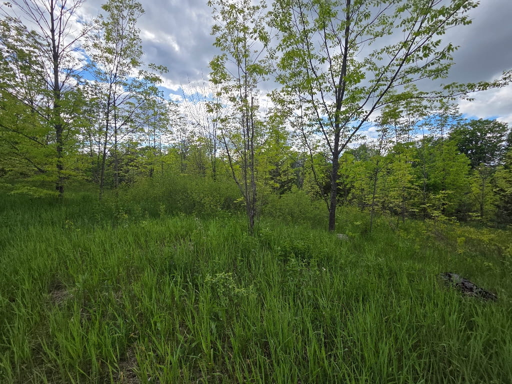 Part of the Backridge, forest, trees