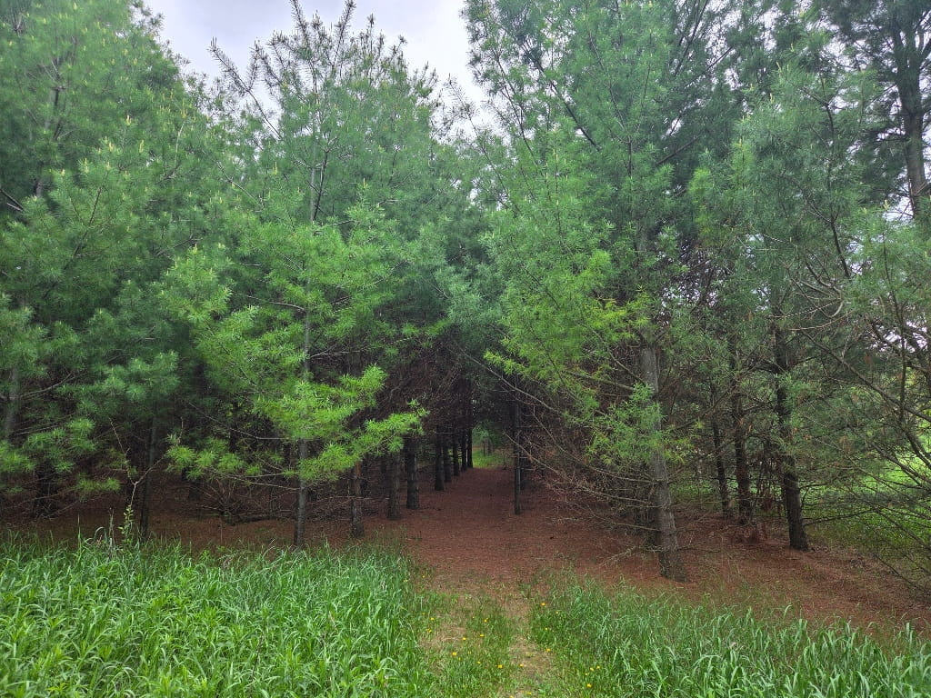 forest, trees