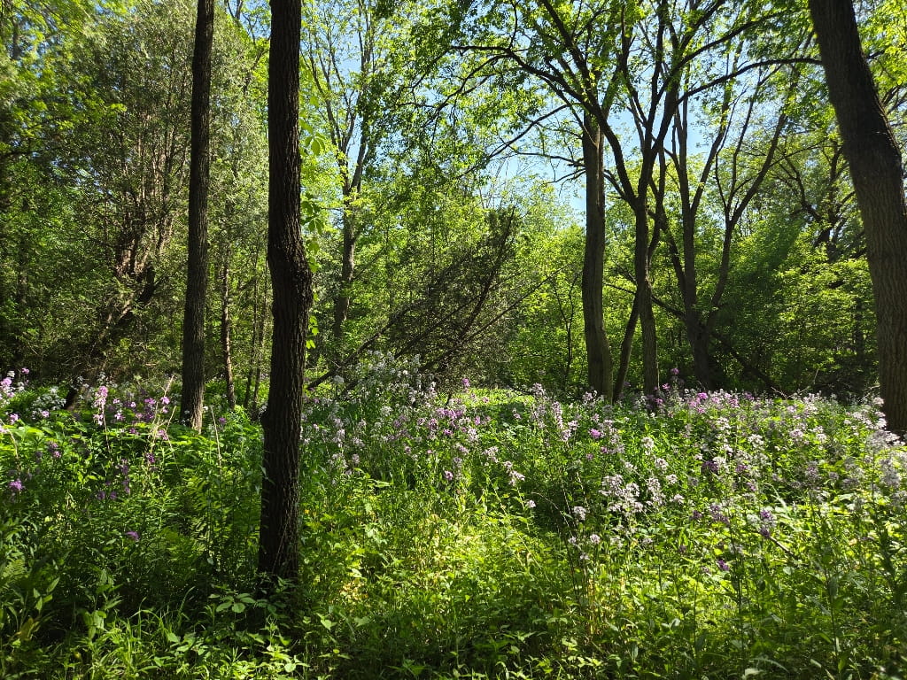 Homegrown Hideaway Review, property’s natural spaces , forest, woods, plants