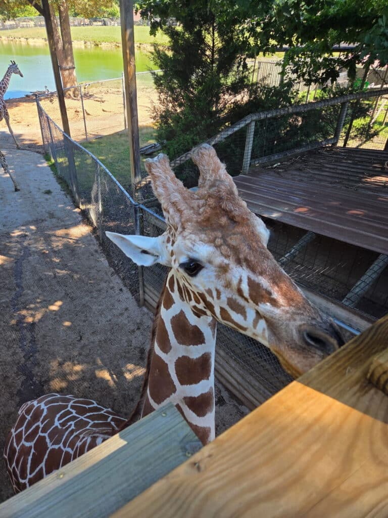 Petting this cute giraffe on the head at the Metro Richmond Zoo