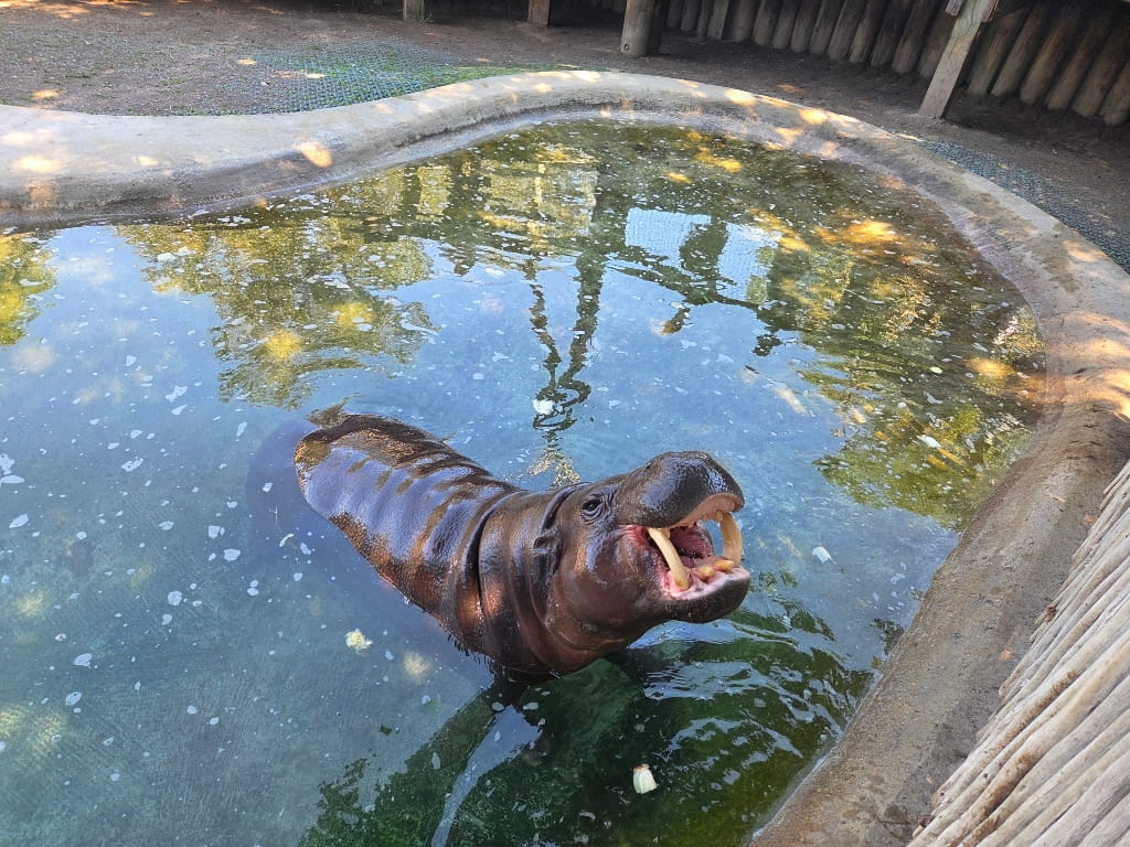 Feeding one of the pygmy hippos at the Metro Richmond Zoo